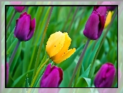 Kwiaty, Tulipany