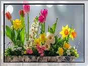 Tulipany, Żonkile, Kolorowe, Kwiaty