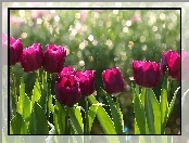 Kwiaty, Tulipany
