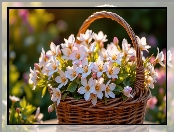 Różowe, Kwiaty, Wiklinowy, Drobne, Koszyk