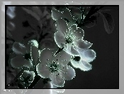 Wiosenne, Kwiaty, Fractalius