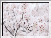 Drzewo owocowe, Białe, Kwiaty, Gałęzie, Wiosna