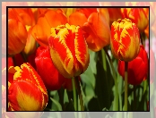 Kwiaty, Czerwono-żółte, Tulipany