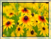 Żółte, Rudbekia owłosiona, Kwiaty