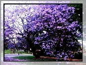 Park, Kwitnąca, Jacaranda
