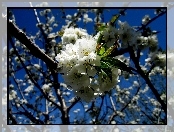 Wiosna, Kwitnąca, Jabłoń