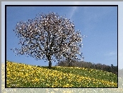 Łąka, Kwitnące, Drzewo