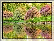 Kwitnące, Park, Drzewka, Rzeka