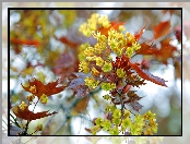 Kwitnące, Rozmycie, Drzewo, Bokeh