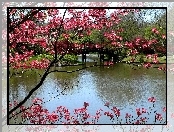 Kwitnące, Rzeka, Park, Wiosna, Most, Drzewa