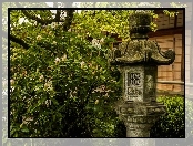 Ogród, Kwitnące, Drzewo
