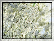 Kwitnące, Kwiaty, Drzewo owocowe, Białe