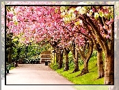 Sheffield, Kwitnące, Drzewa, Anglia, Wielka Brytania, Wiosna, Park