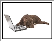 Brązowy, Labrador, Laptop