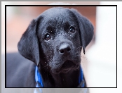 Labrador retriever, Czarny, Szczeniak