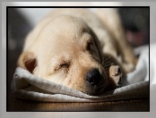 Śpiący, Szczeniak, Labrador retriever