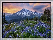 Stan Waszyngton, Park Narodowy Mount Rainier, Łąka, Mount Rainier, Niebieskie, Góry, Drzewa, Stratowulkan, Łubiny, Stany Zjednoczone