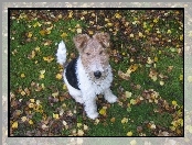 Lakeland Terrier, Liście, Trawa