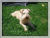 Lakeland Terrier, pszeniczne, umaszczenie