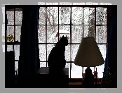 Lampa, Zima, Okno, Czarny, Kot