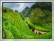 Wzgórza, Prowincja Lao Cai, Wietnam, Pola, Uprawne, Tarasy ryżowe, Sa Pa