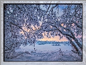 Zima, Laponia, Finlandia, Drzewa, Jezioro Inari, Ośnieżone