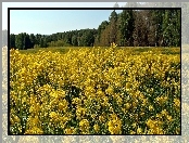 Las, Łąka