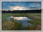 Bagno, Las, Rośliny