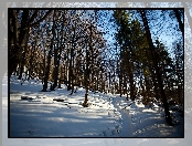 Bieszczady, Las, Cienie