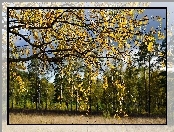 Las, Jesień, Brzozowy, Liście