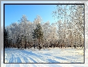 Droga, Las, Śnieg