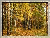 Las, Jesień, Drzewa, Liście