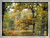 Las, Jesień, Drzewa, Paprocie