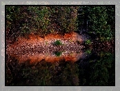 Las, Odbicie, Drzewa, Jezioro