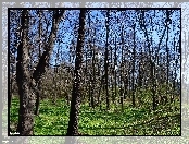 Drzewa, las, Rośinność