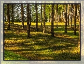 Las, Słońca, Drzewa, Promienie