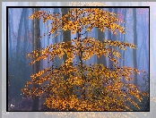 Las, Mgła, Jesień, Liście, Drzewo, Brązowe