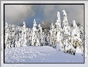 Góry, Las, Śnieg
