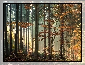 Jesień, Las, Drzewa