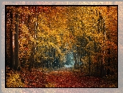 Ścieżka, Jesień, Drzewa, Las, Droga