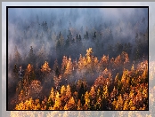 Las, Mgła, Jesień, Drzewa