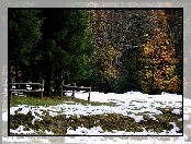 Las, Śnieg, Jesień, Pierwszy