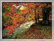 Jesień, Las, Potok