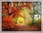 Las, Scieżka, Jesień, Drzewa
