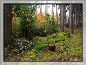 Las, Jesienią