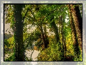 Las, Jezioro