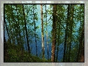 Las, Jezioro