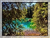 Jezioro, Las, Gałęzie