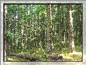 Las, Kłody