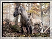 Konie, Las, Mgła